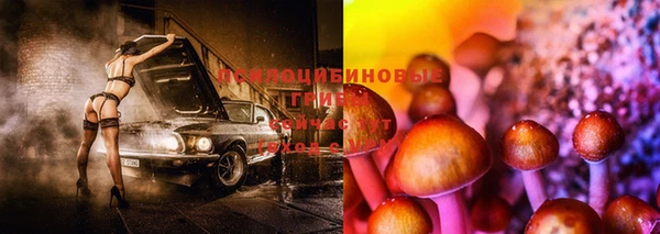 гашик Алексин